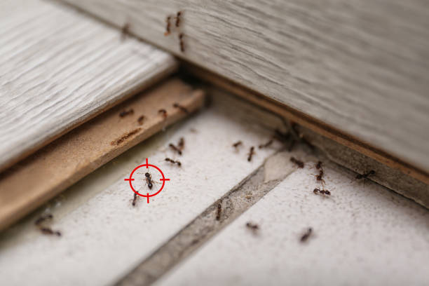 Best Local Pest Control Services  in Innsbrook, VA