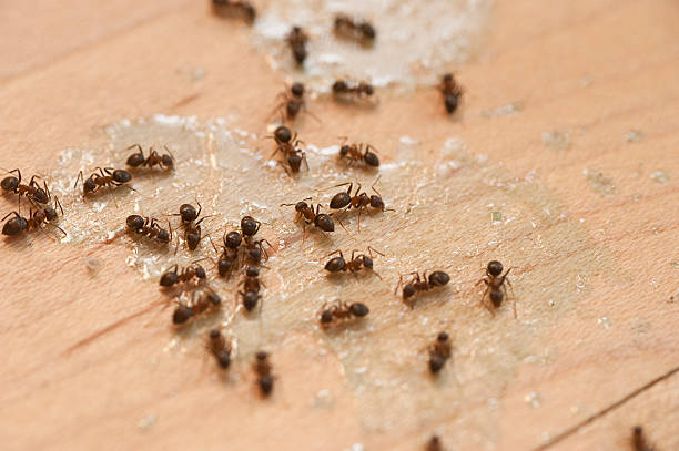 Best Affordable Pest Control Services  in Innsbrook, VA